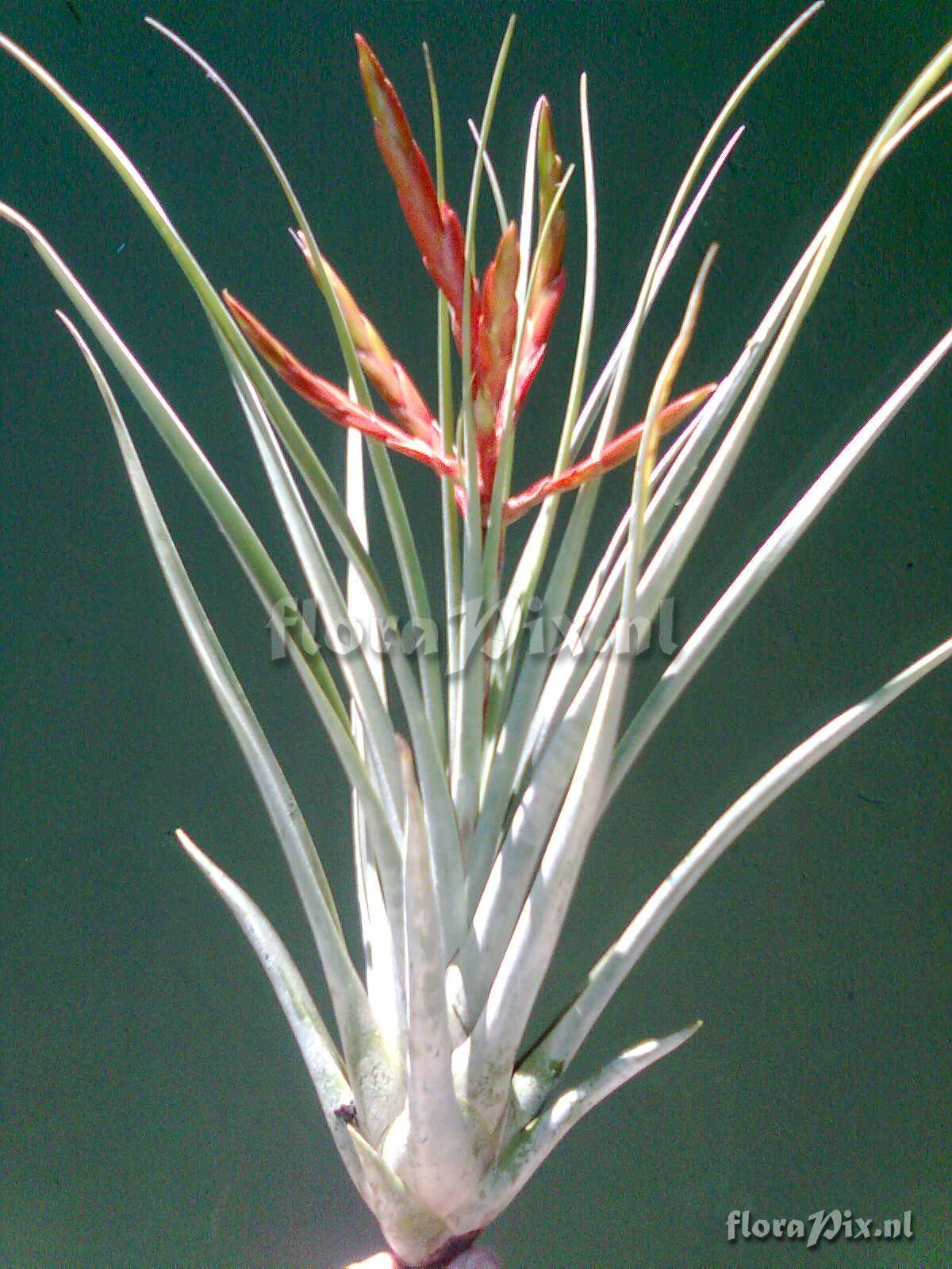 Tillandsia Oupa-Jan