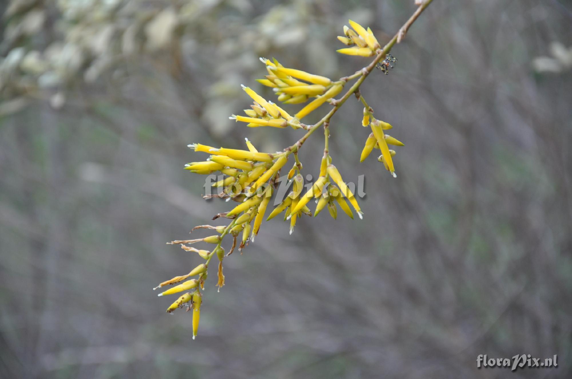 Deuterocohnia longipetala