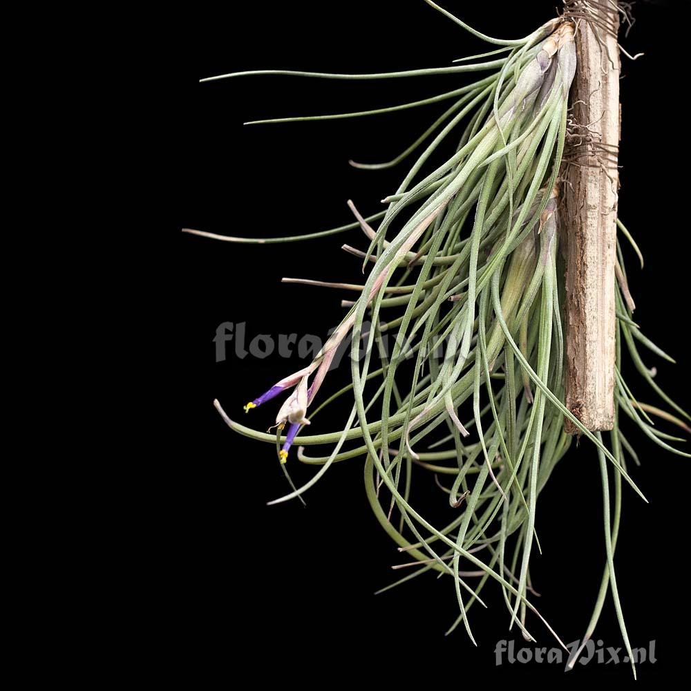 Tillandsia baileyi