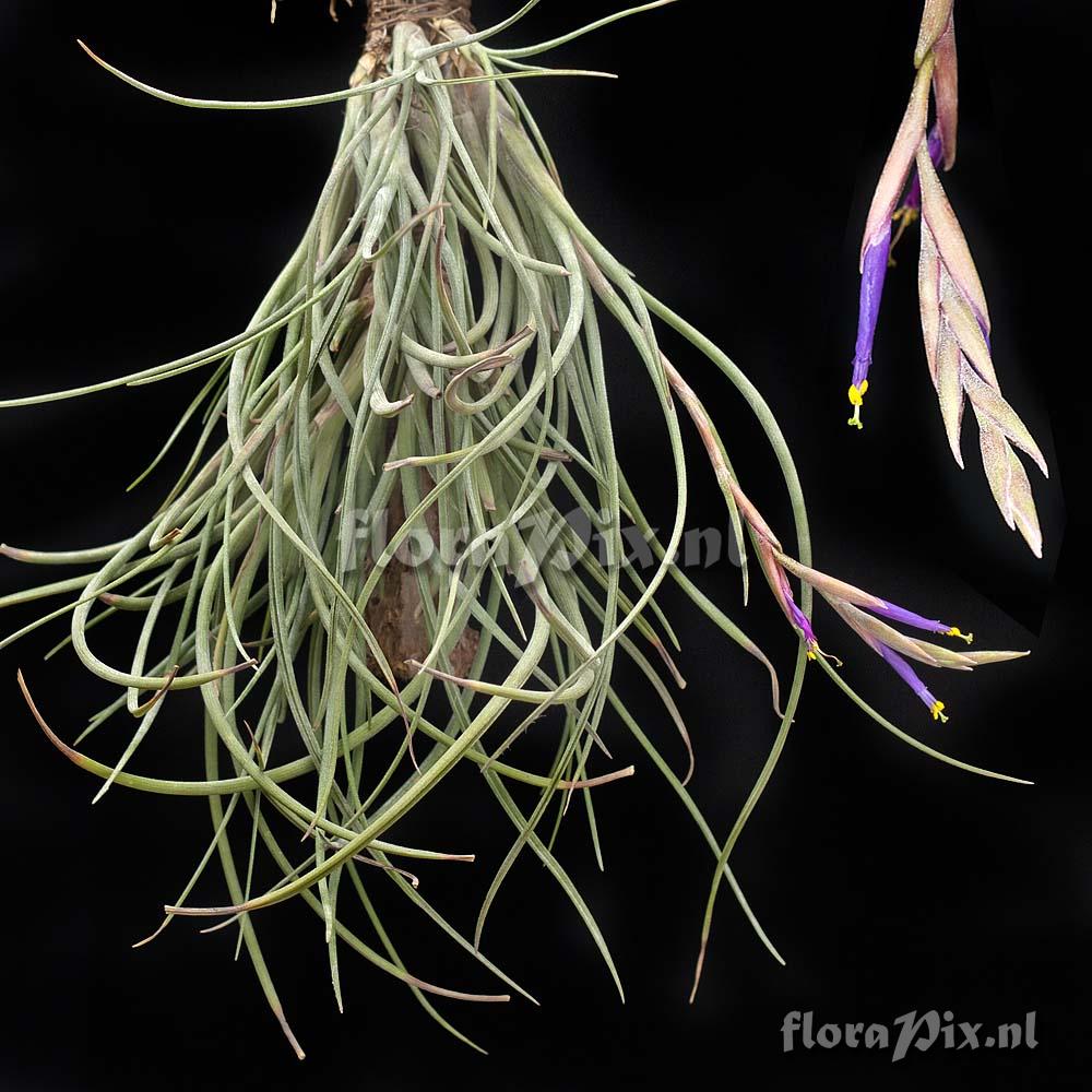 Tillandsia baileyi