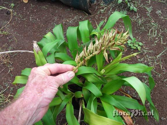 Pitcairnia flammea?