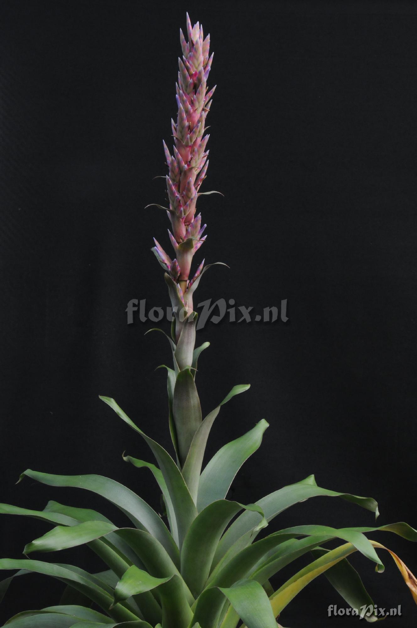 Tillandsia rubro-violacea