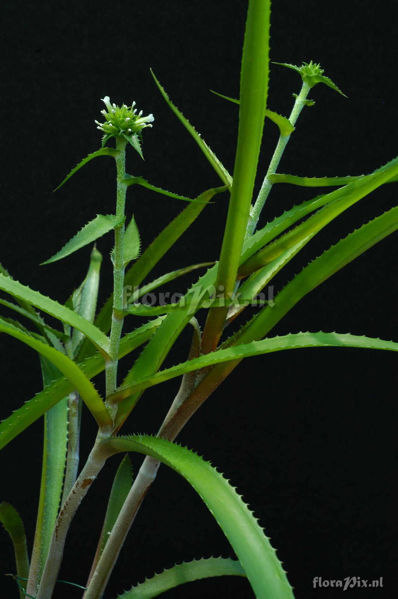 Orthophytum aff. alvimii