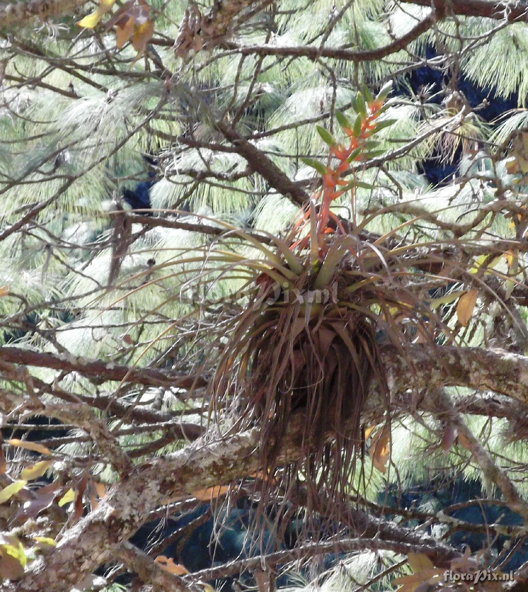 Tillandsia  supermexicana