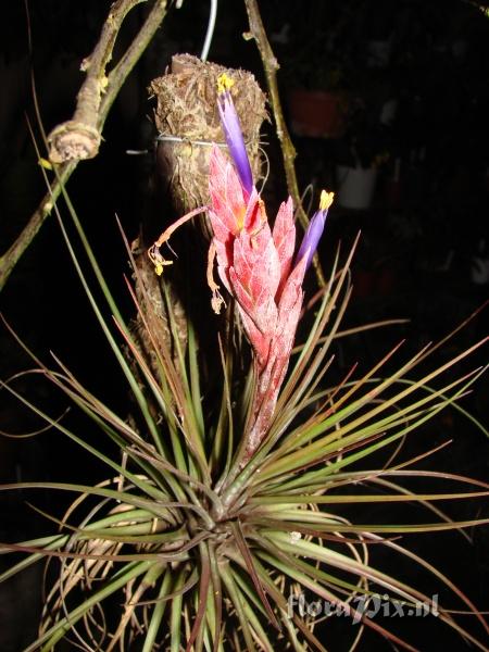 Tillandsia sp