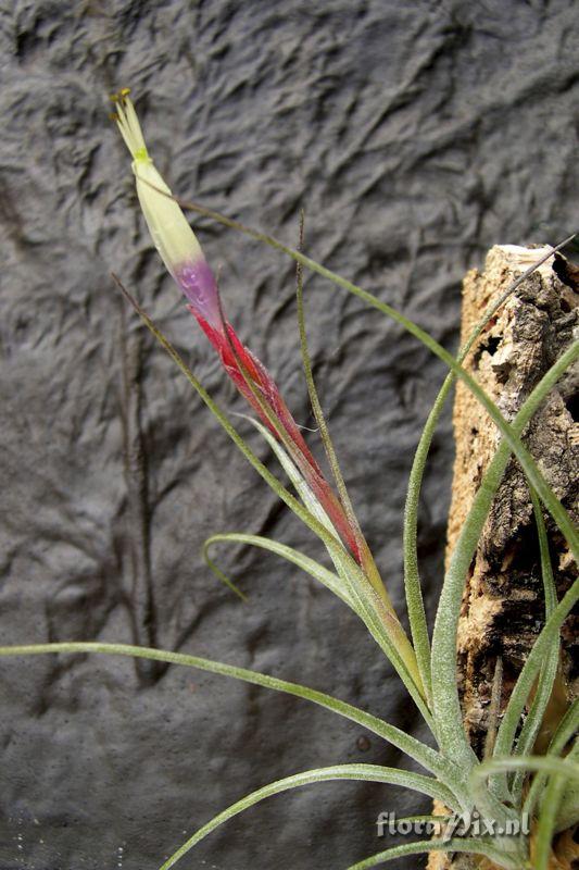 Tillandsia 