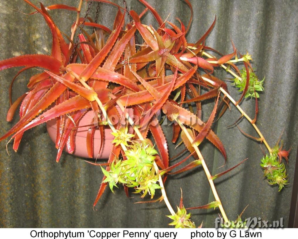 Orthophytum 