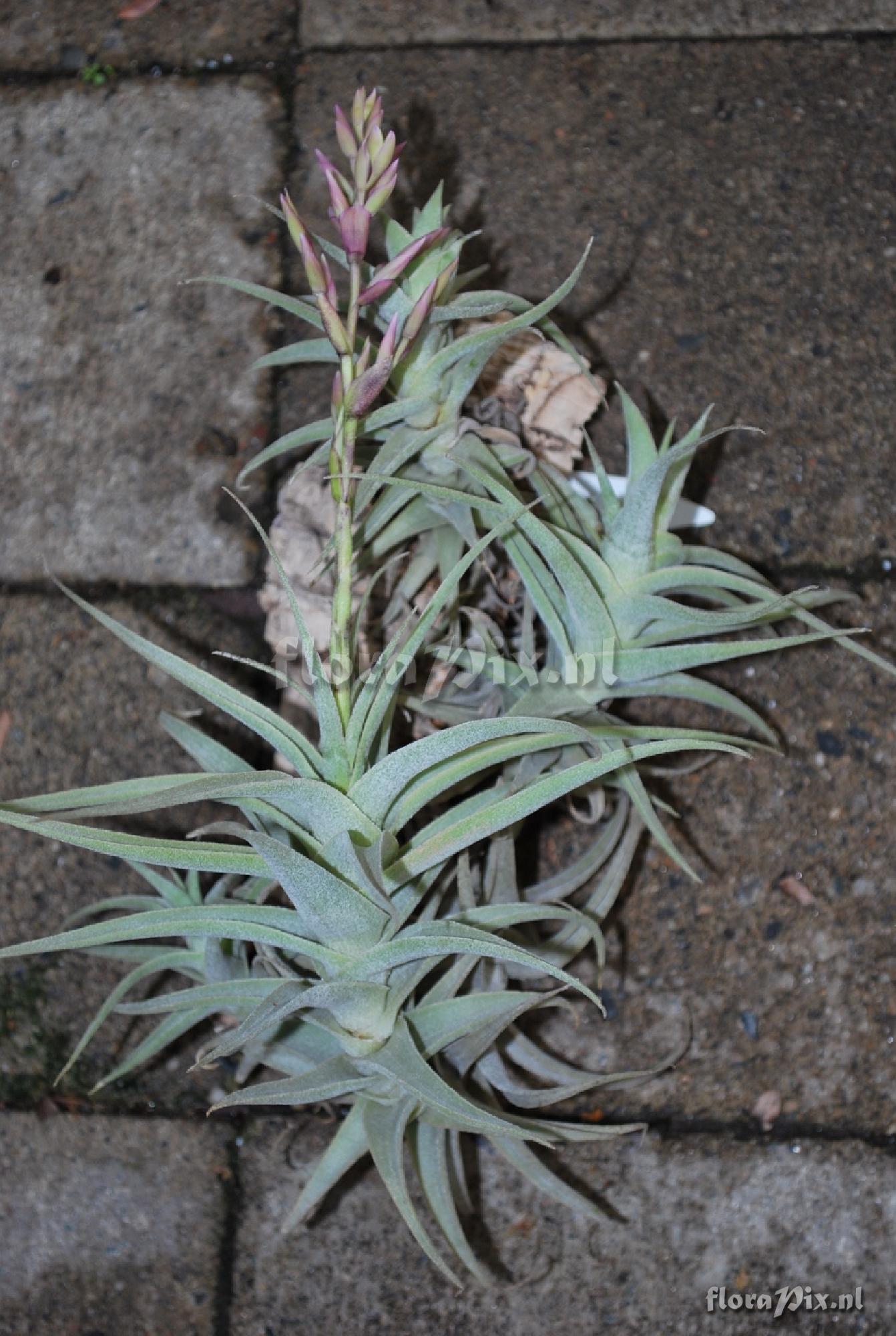 Tillandsia purpurea