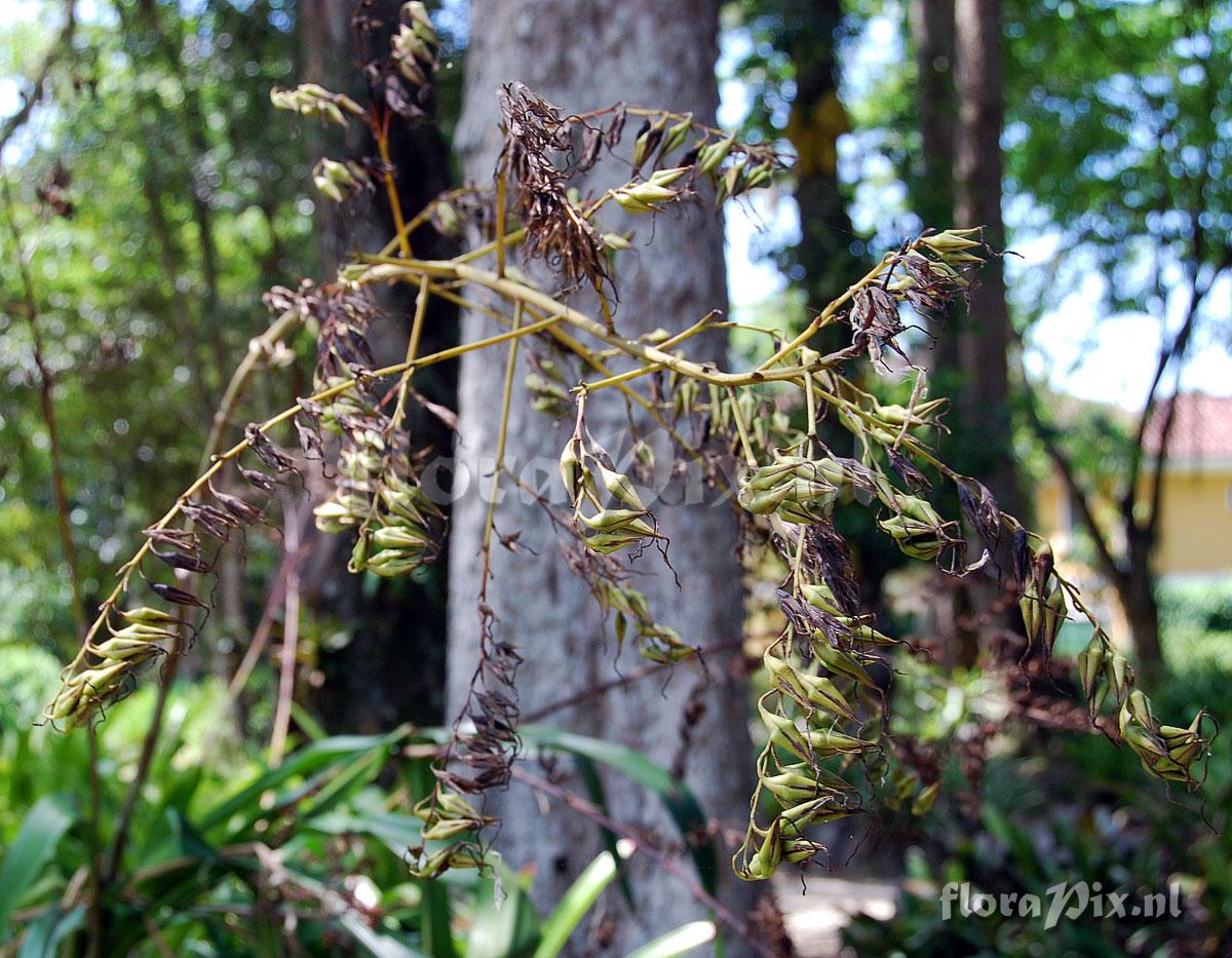 Pitcairnia paniculata