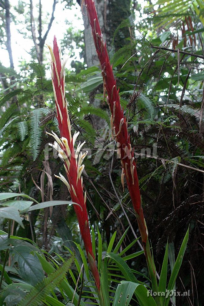 Pitcairnia imbricata