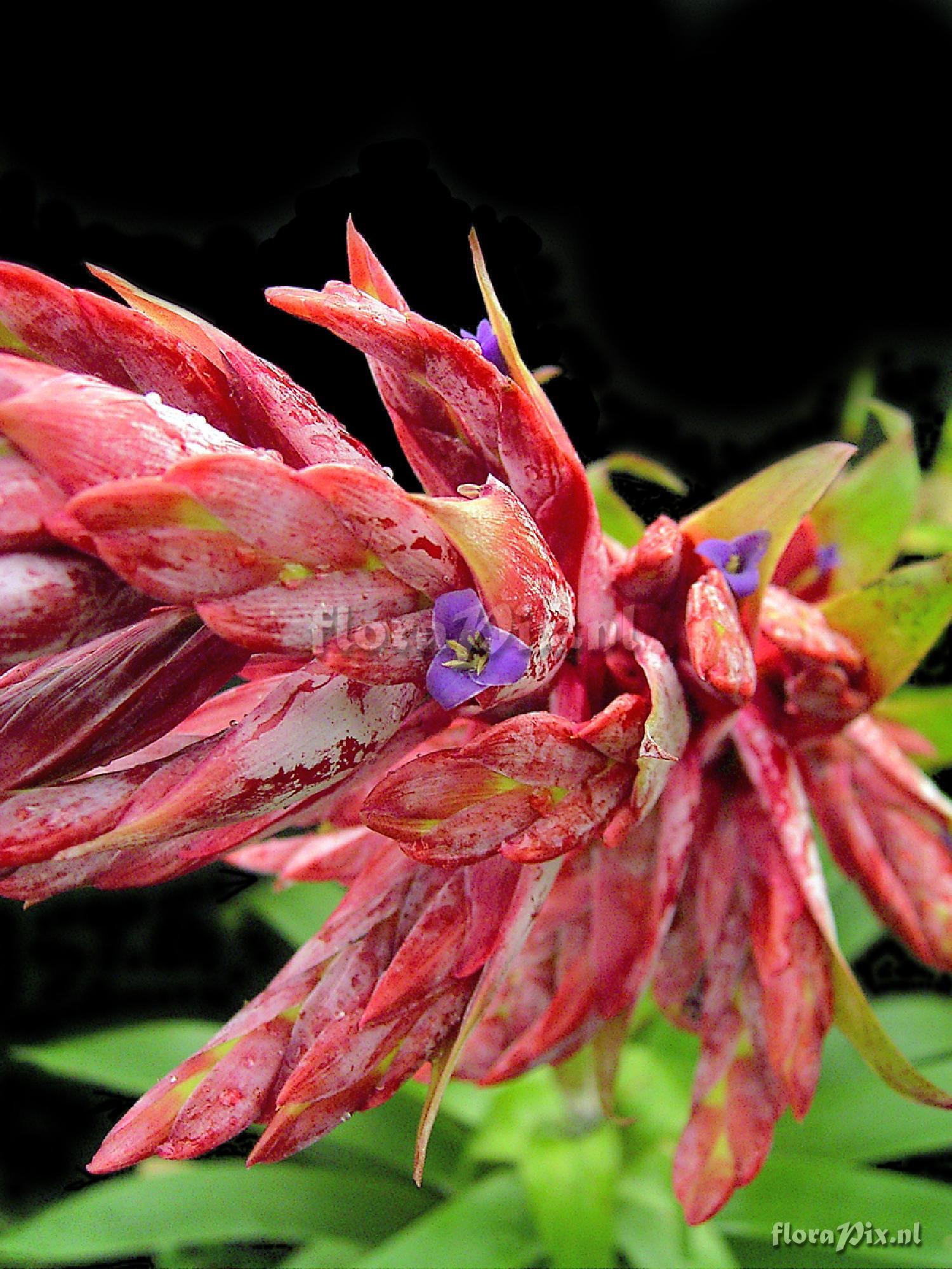 Tillandsia buseri