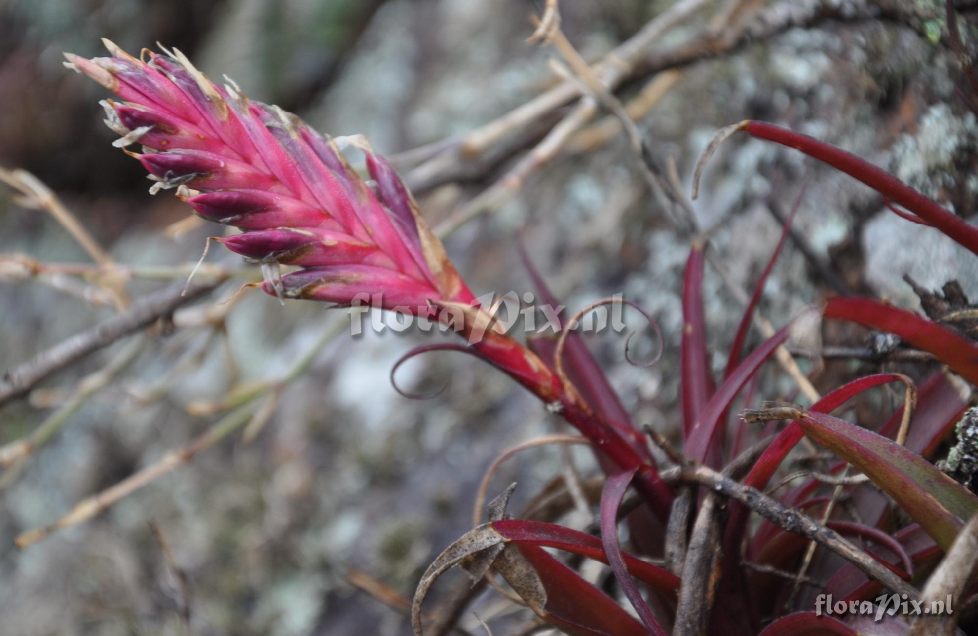 Tillandsia sp.