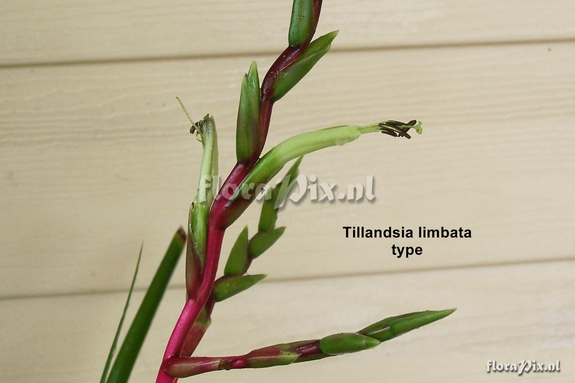 Tillandsia limbata type