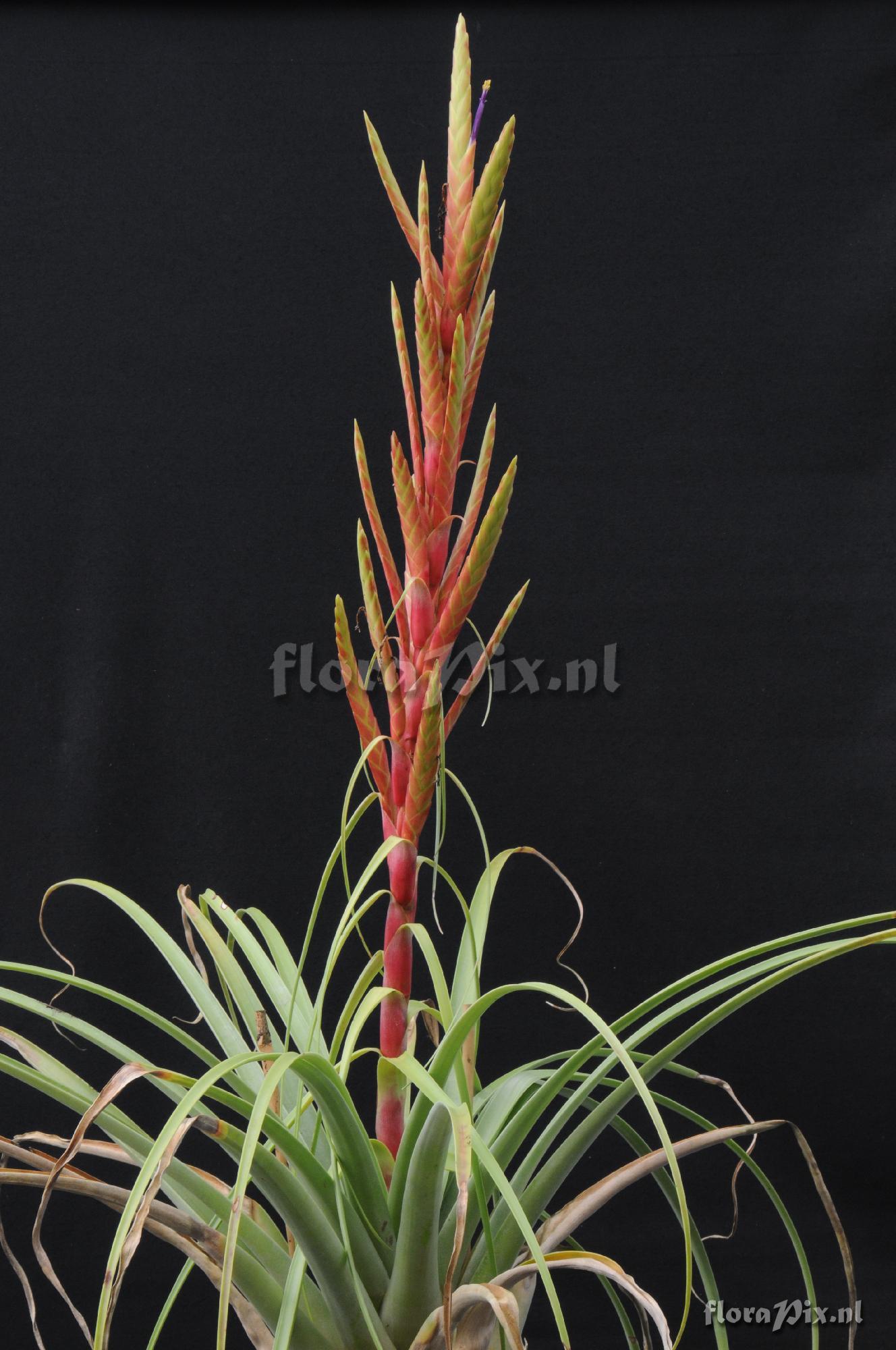 Tillandsia sp. Mexico