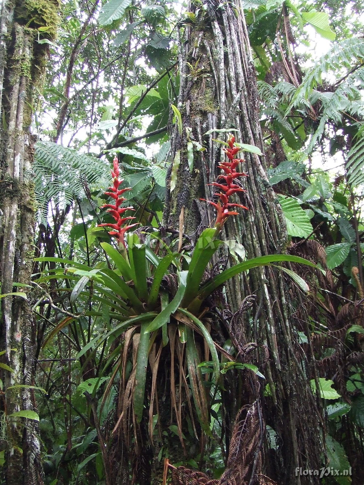 Guzmania sp.