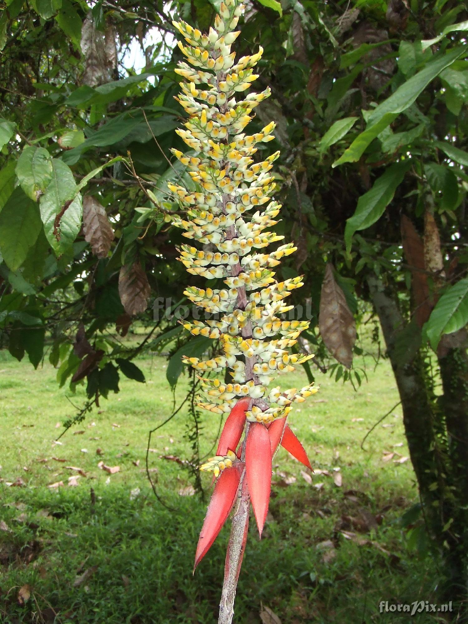 Aechmea angustifolia