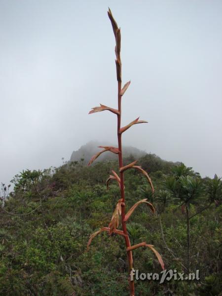 Tillandsia  clavigera