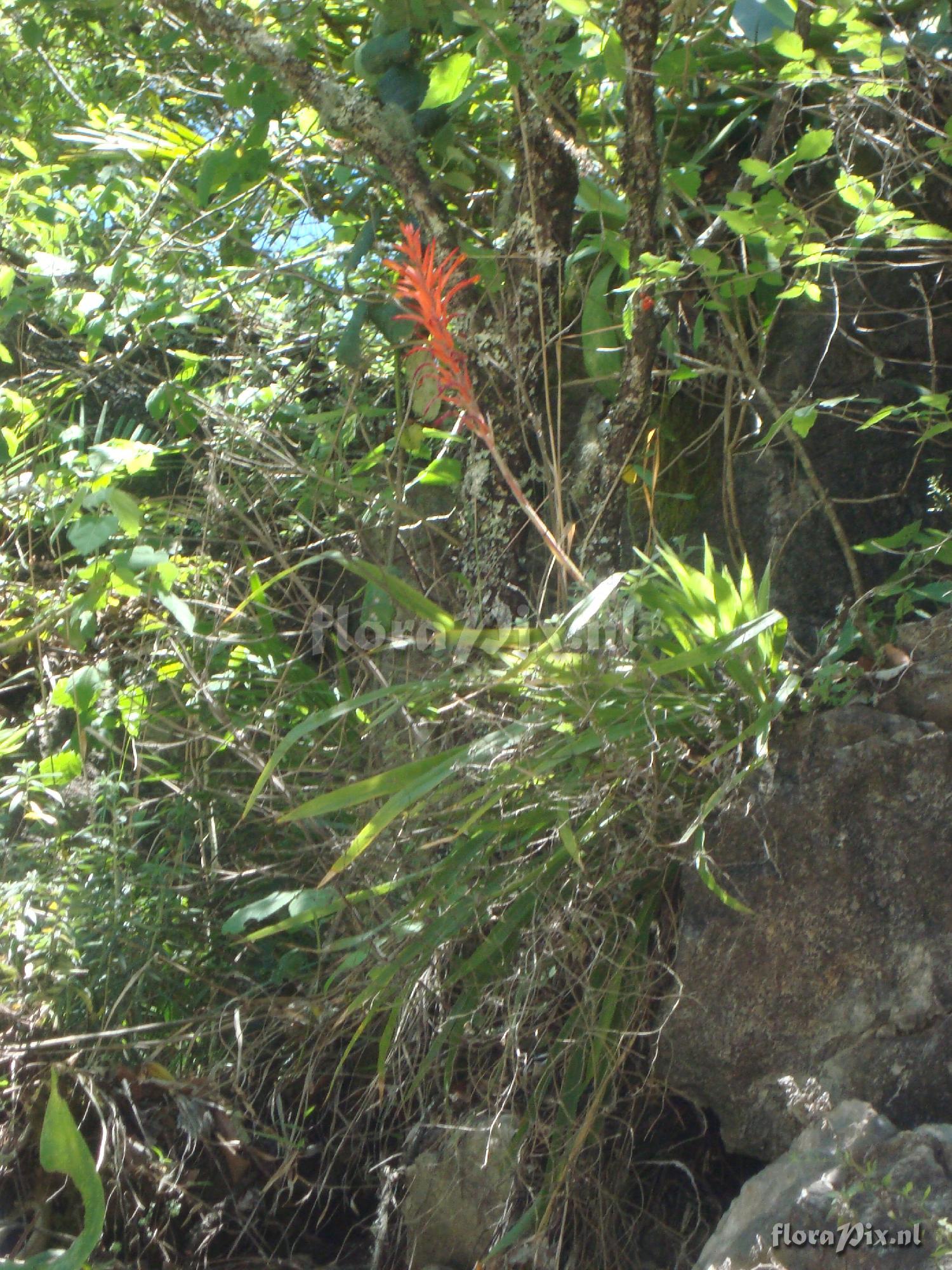 Pitcairnia ringens