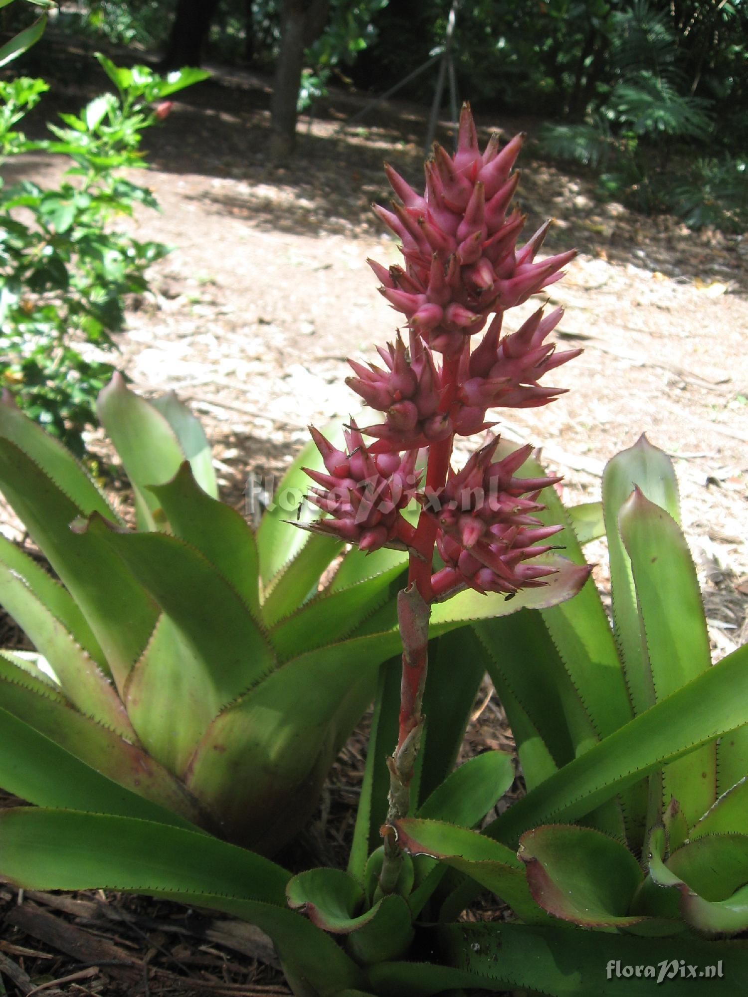 Aechmea species?