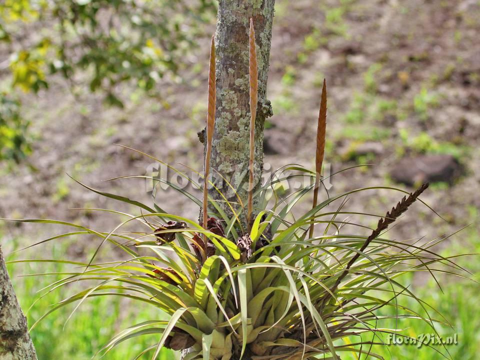 Tillandsia barclayana