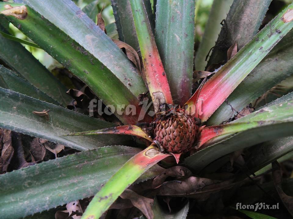 Ananas comosus