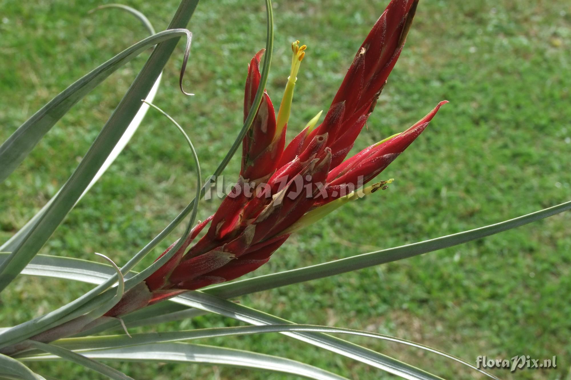 Tillandsia schusteri