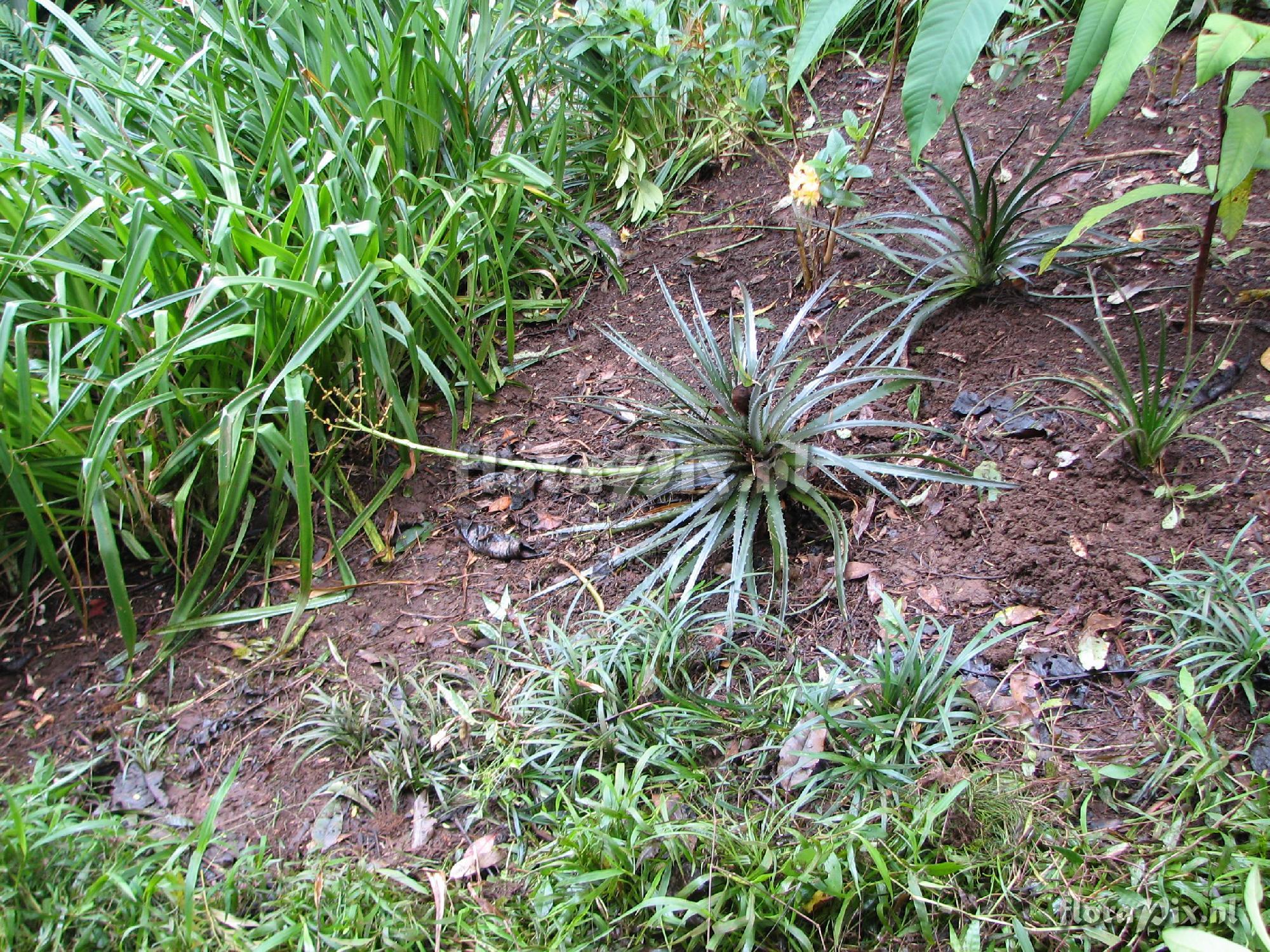 Dyckia unknown