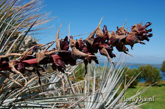 Puya coerulea