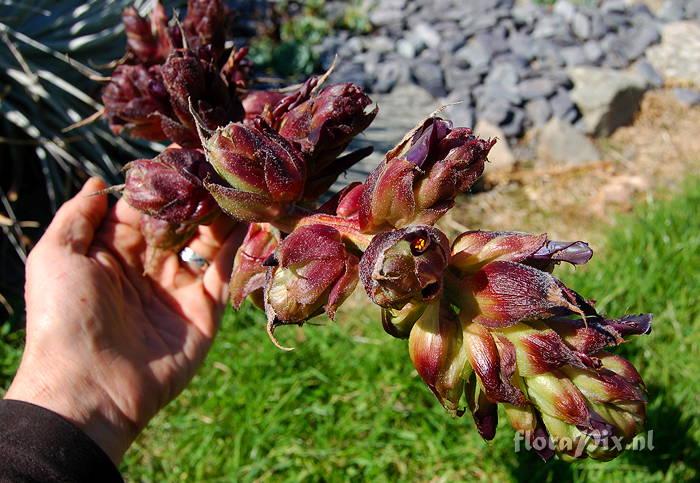 Puya coerulea