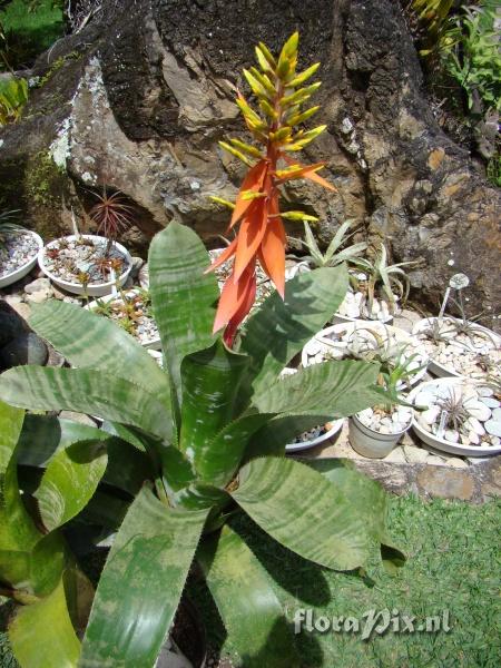 Aechmea chantinii