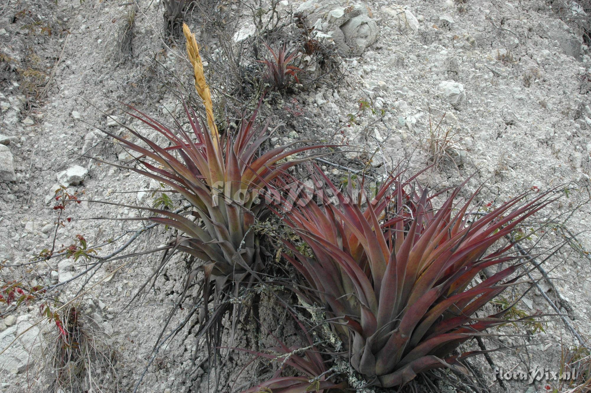 Tillandsia aff. porphyrocraspeda 