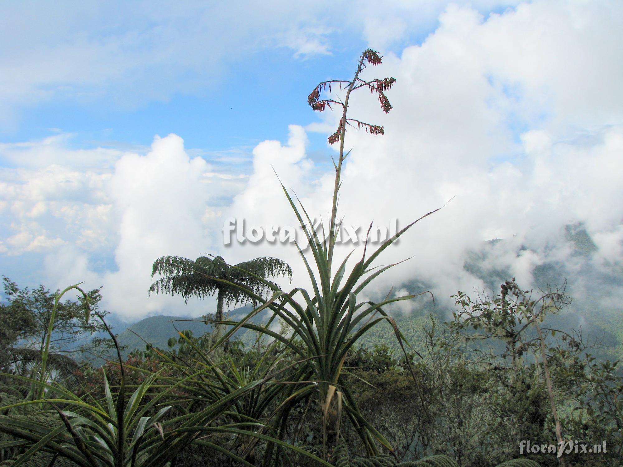 Pitcairnia lechleri