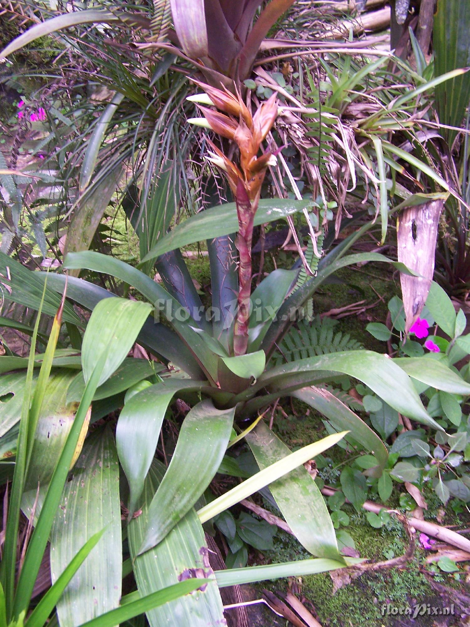 Werauhia ringens?