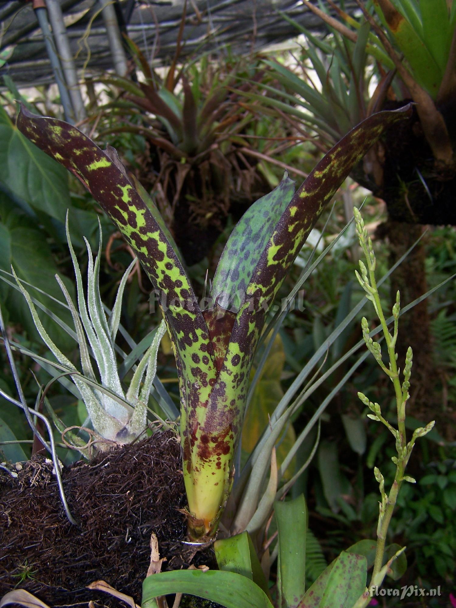 Werauhia sanguinolenta