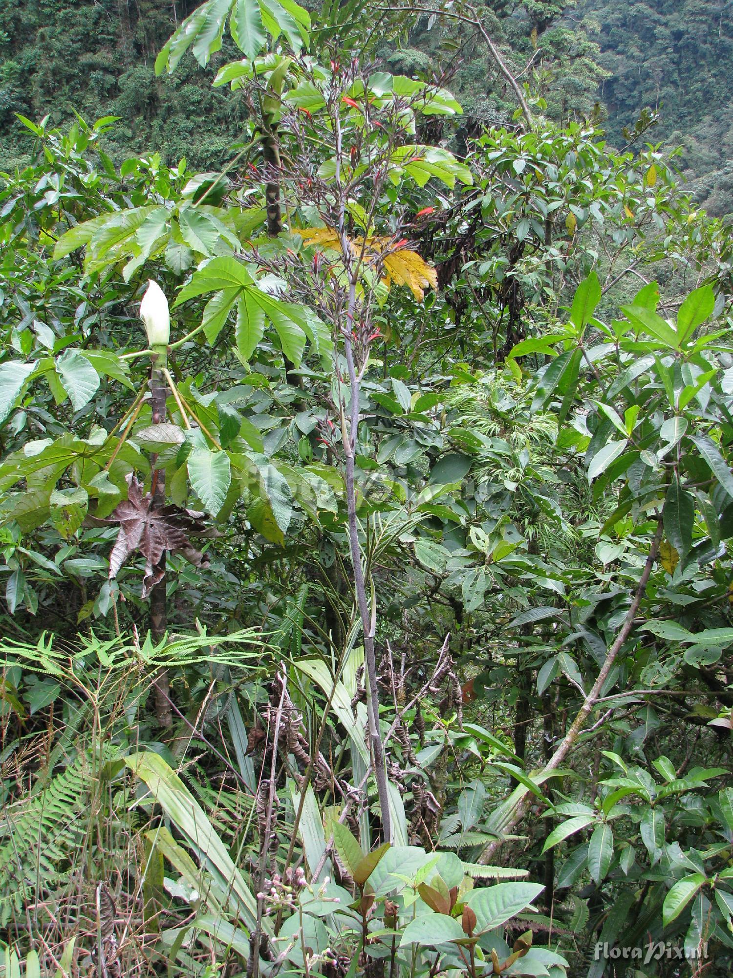 Pitcairnia paniculata