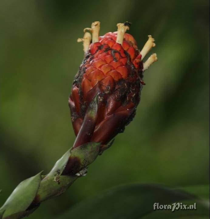 Guzmania claviformis