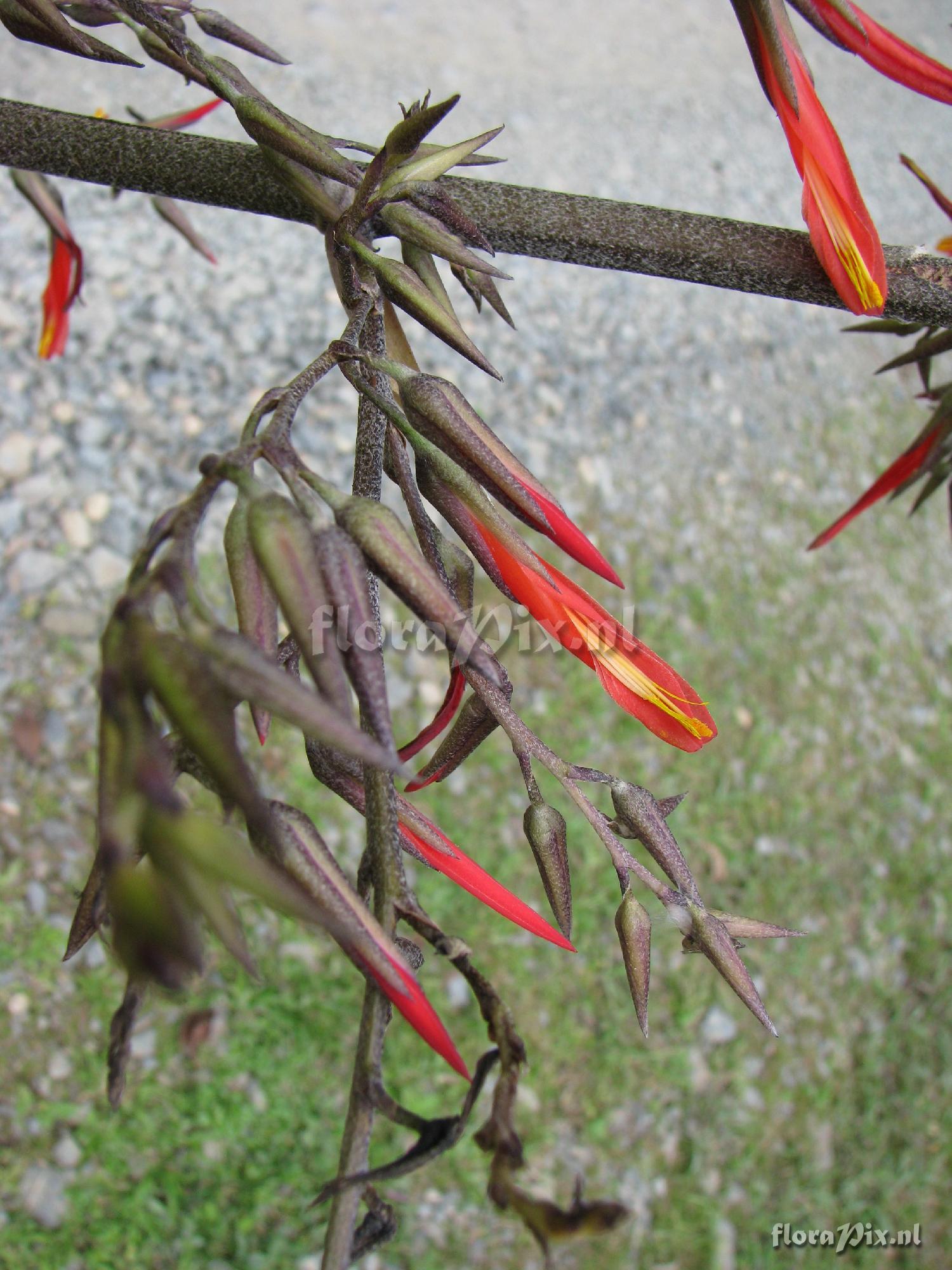 Pitcairnia paniculata