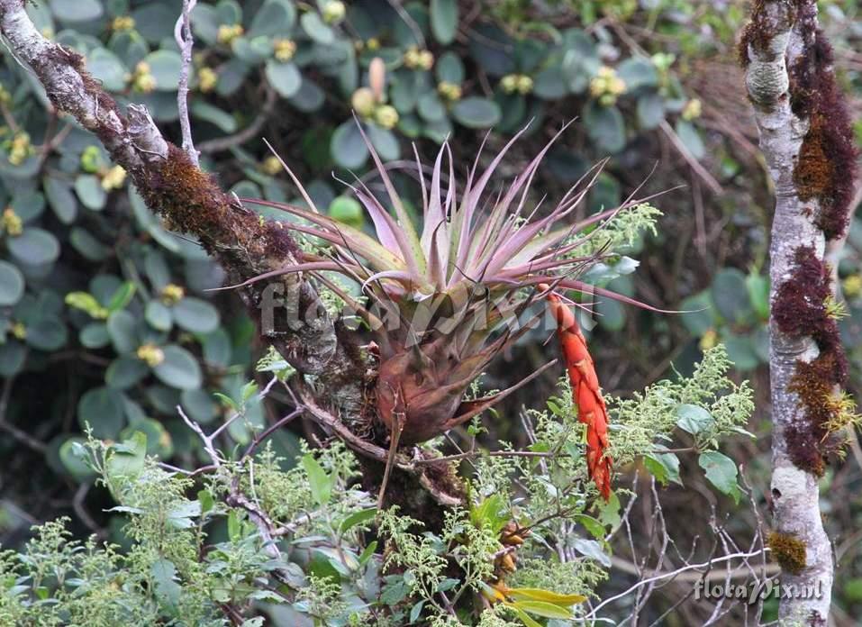 Vriesea tequendamae