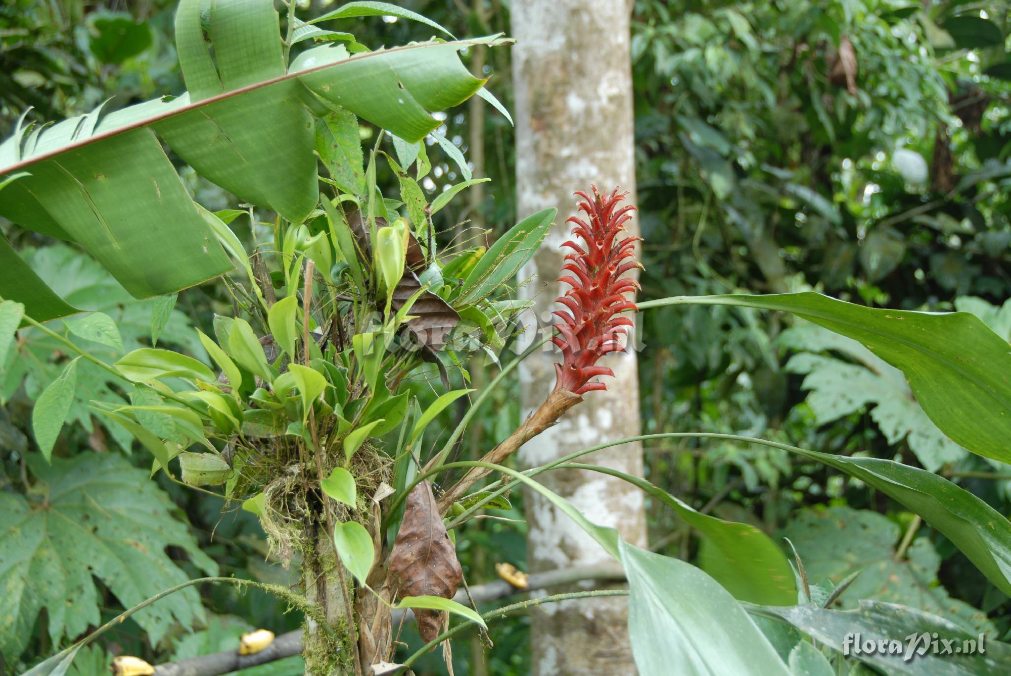 Pitcairnia nigra