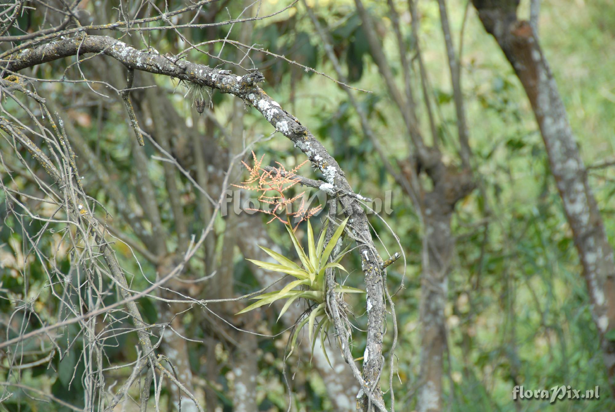 Racinaea multiflora