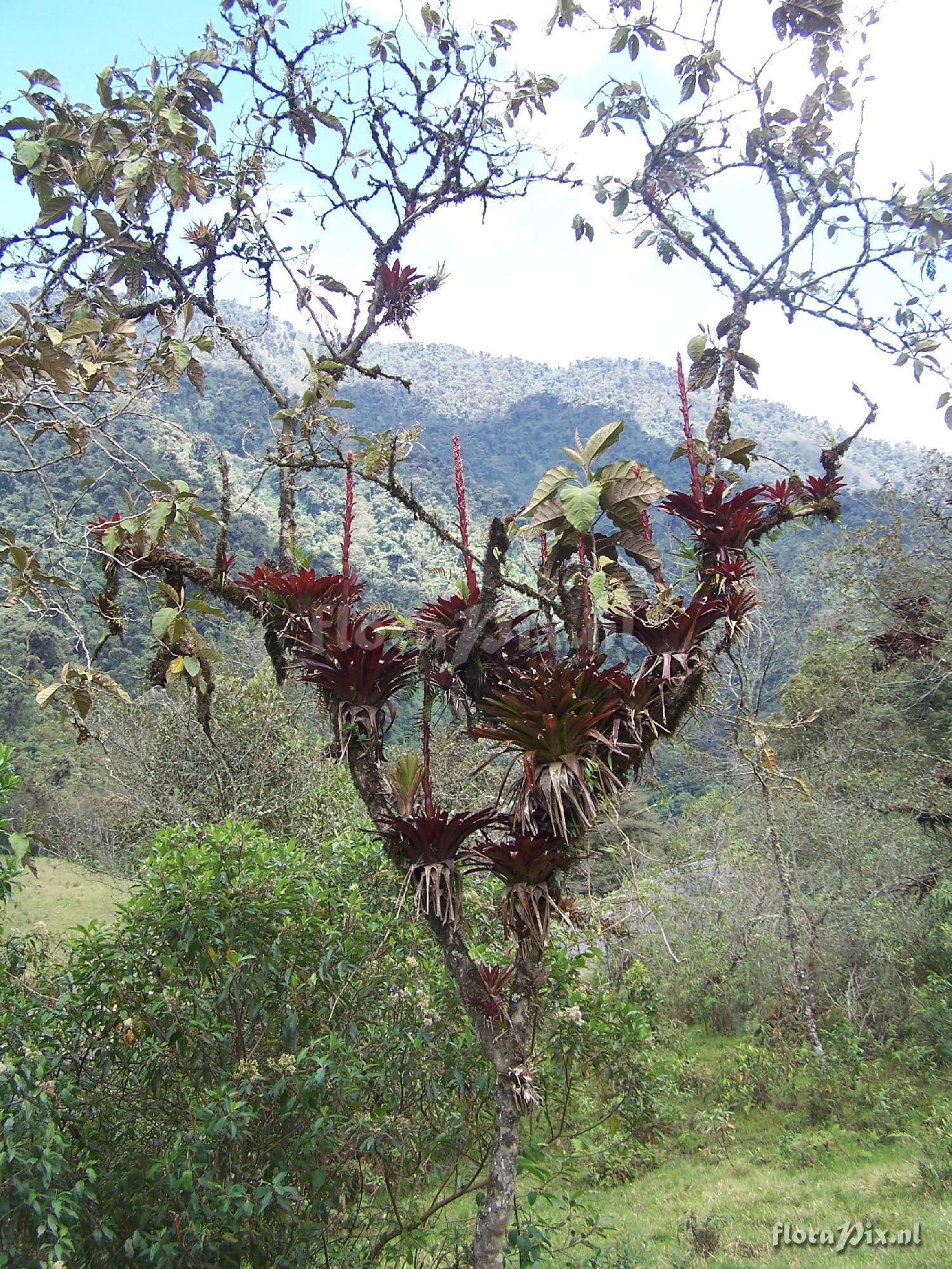 Tillandsia pastensis