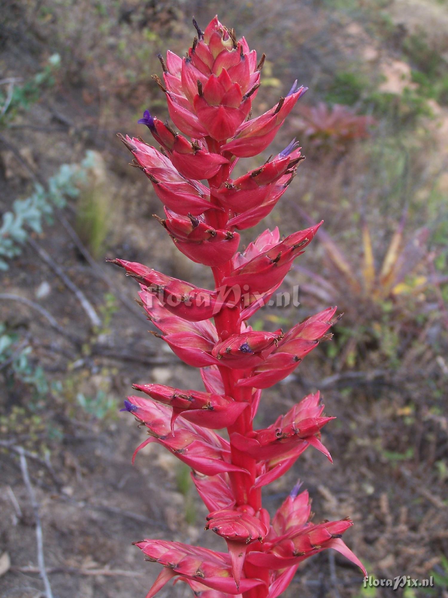 Tillandsia coinensis