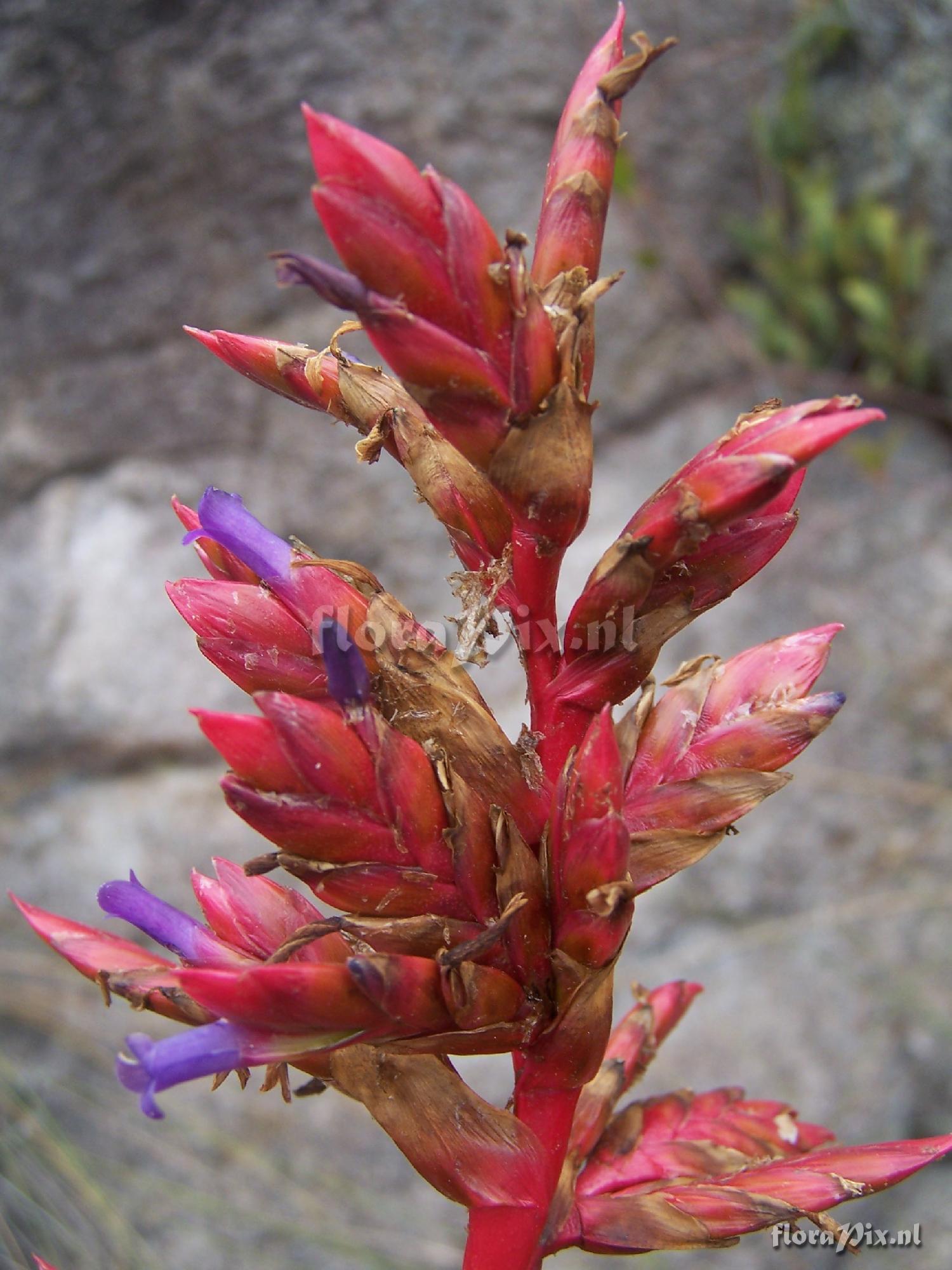 Tillandsia sp.