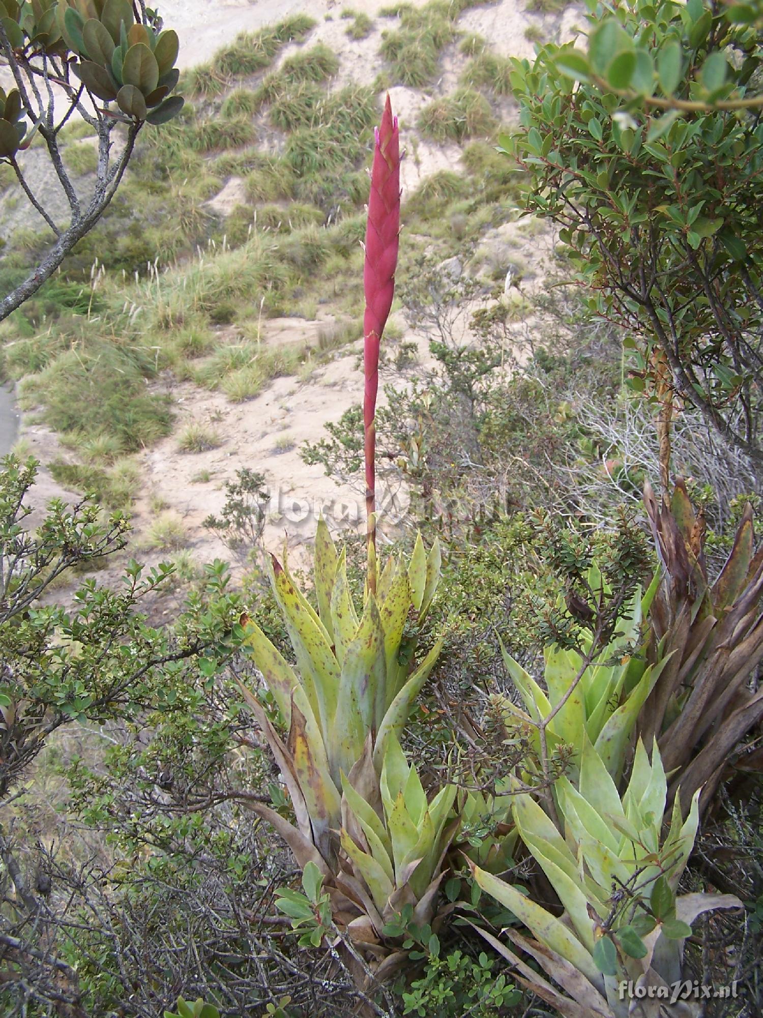 Tillandsia walteri var. herrerae