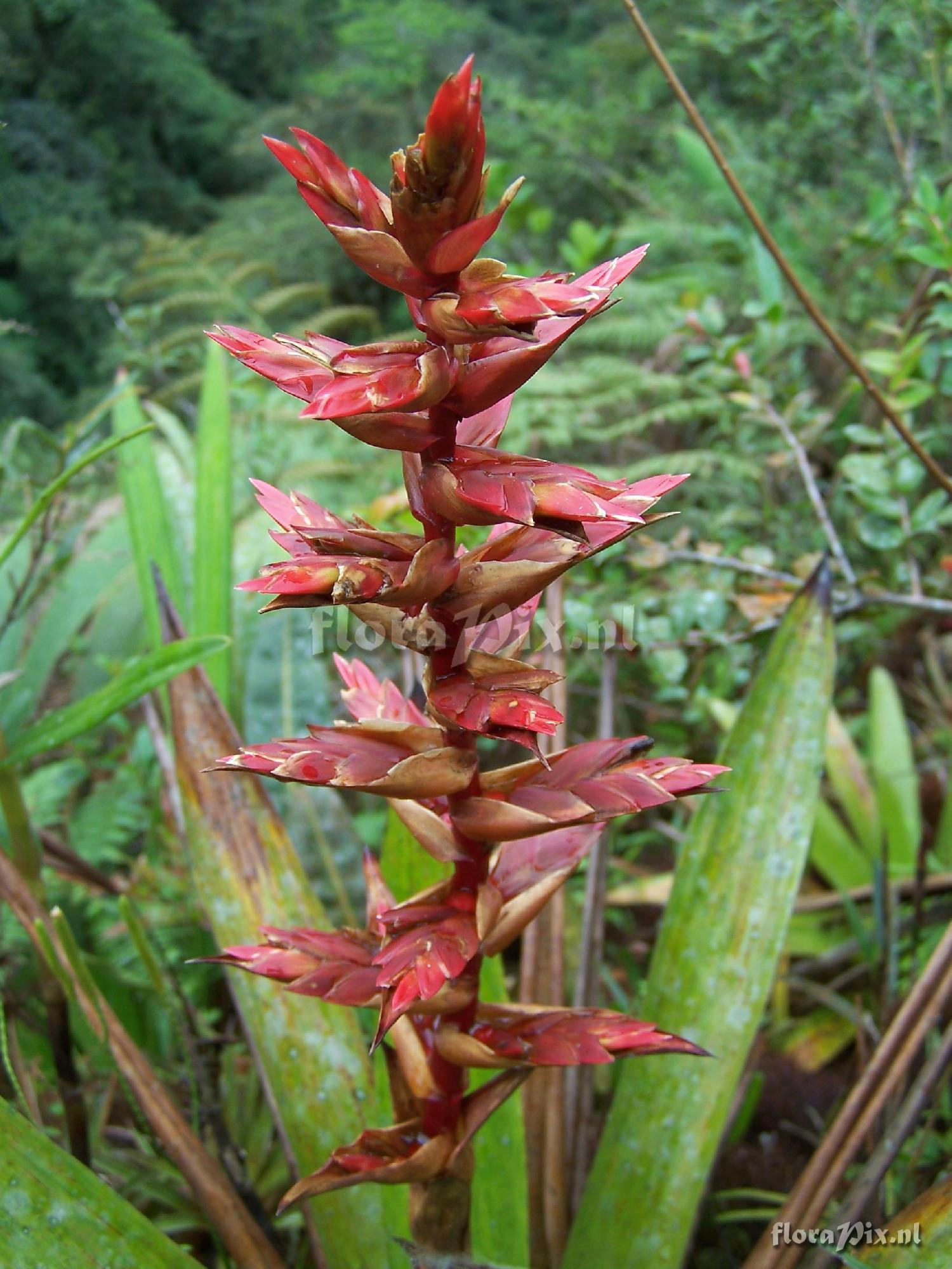 Tillandsia sp.