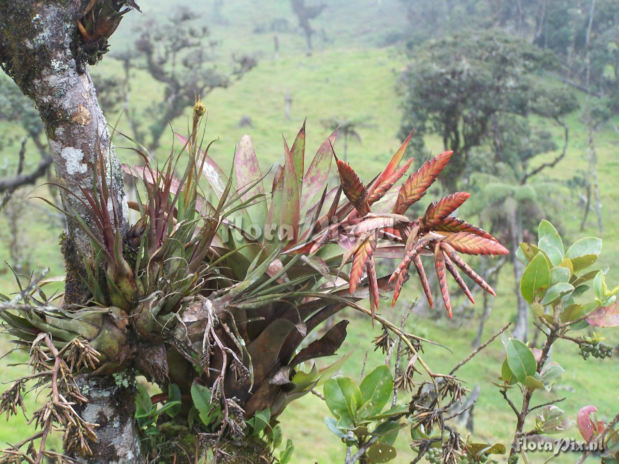 Tillandsia sp.