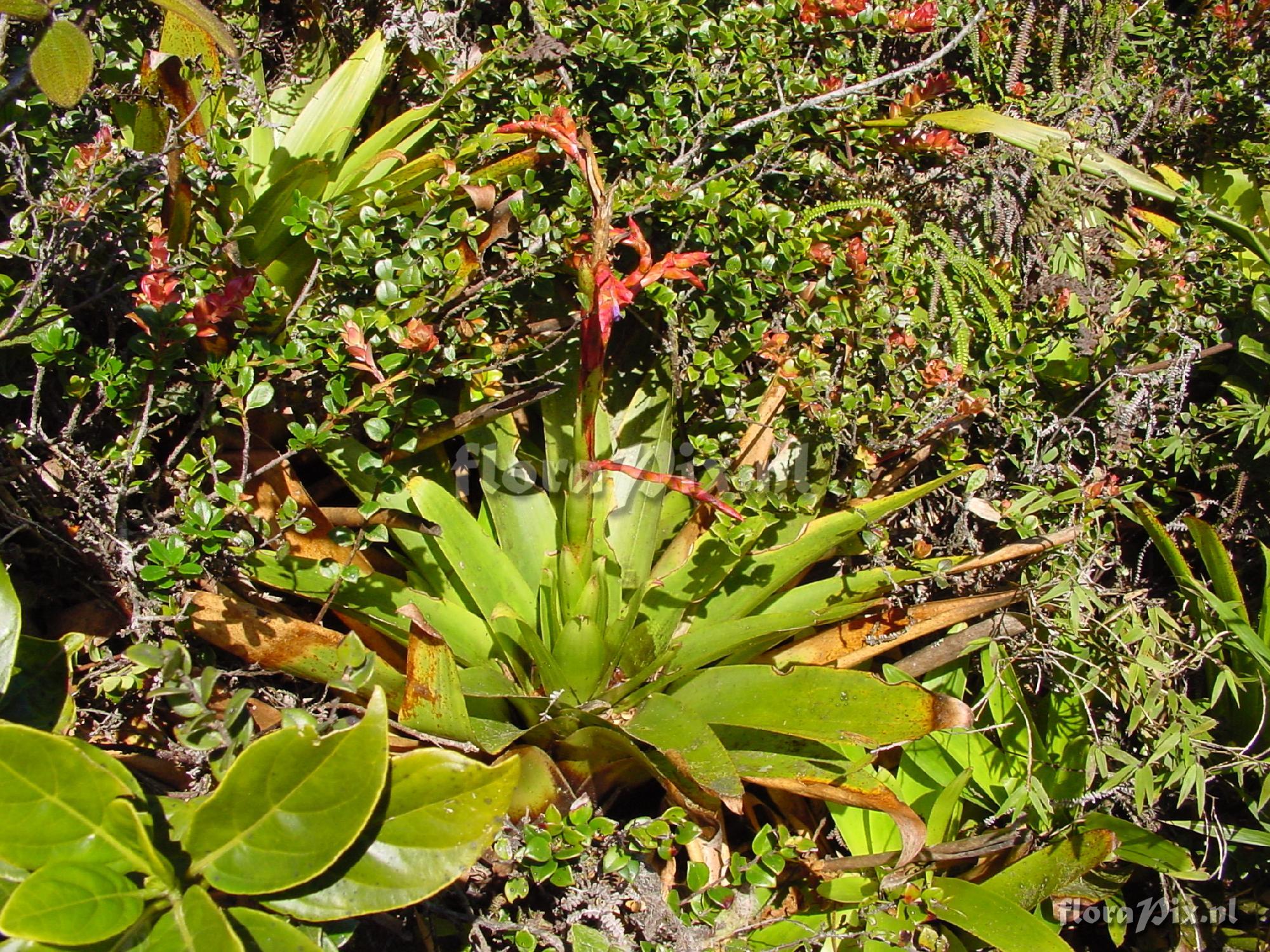 Tillandsia sp.