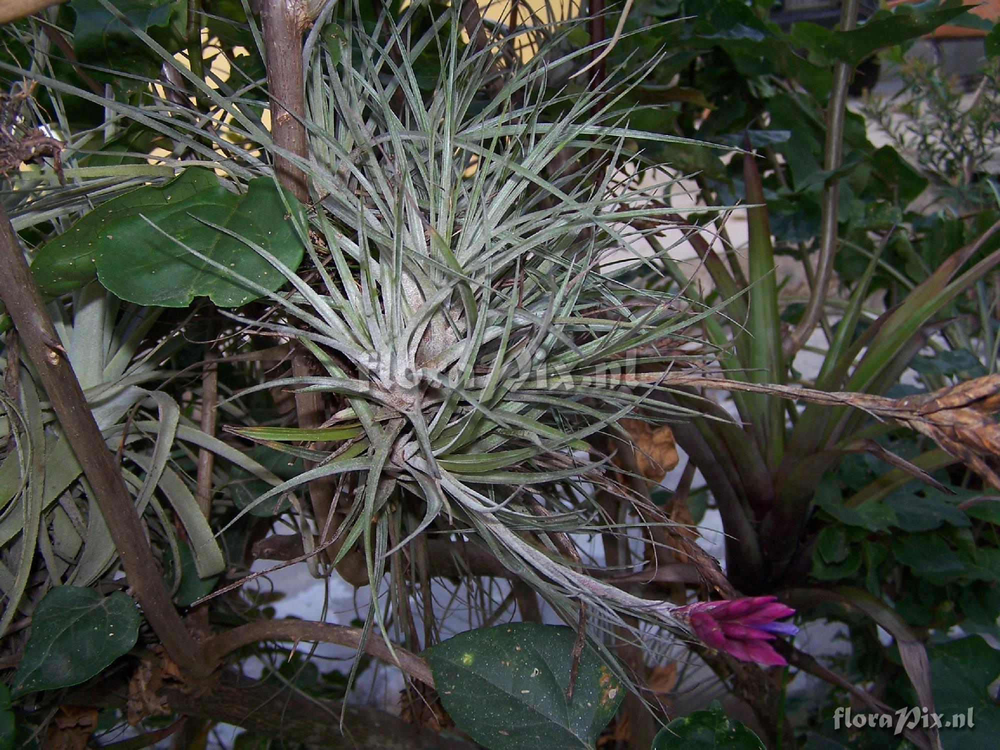 Tillandsia floribunda