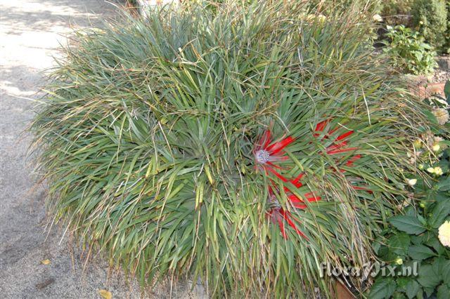 Fascicularia bicolor