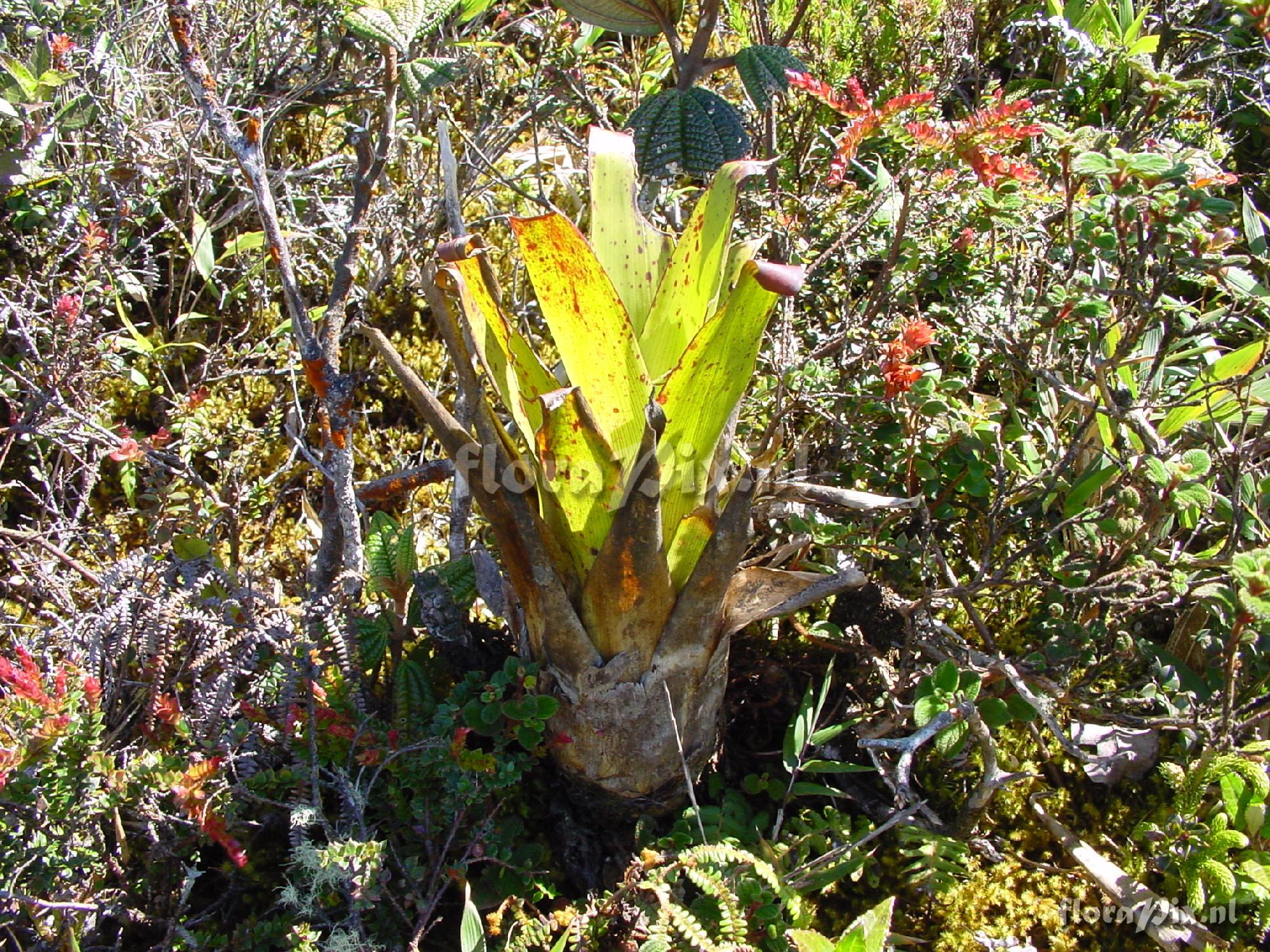 Racinaea pattersoniae